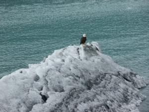 Bald eagle on ice...