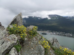 Mt. Roberts vista...